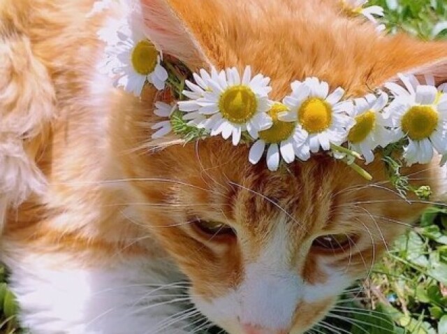Indie