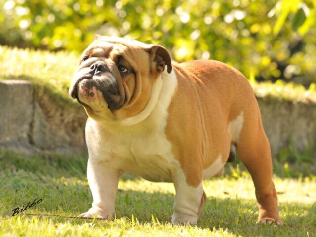 Buldogue