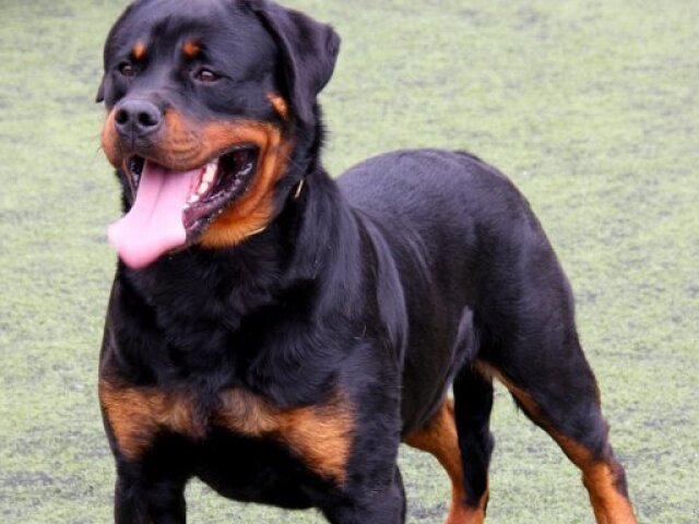 Rottweiler