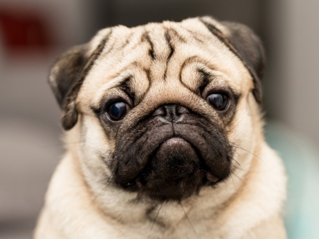 Pug