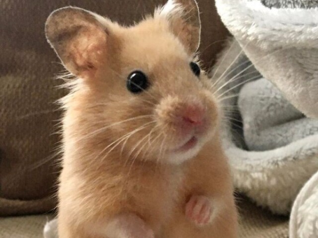 Hamster