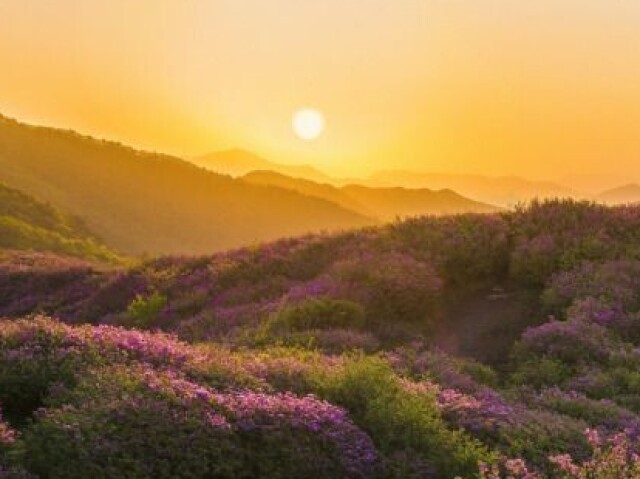 Primavera