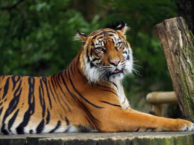 Tigre