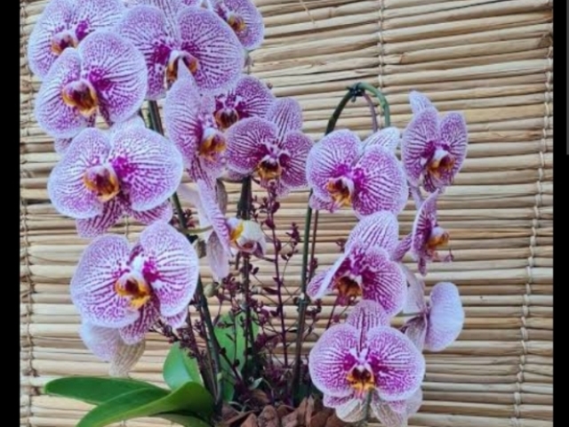 Orquídea