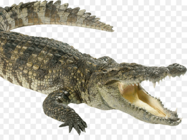 Crocodilo