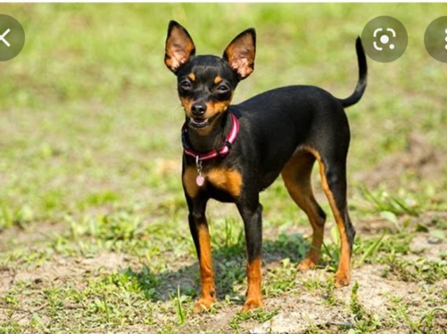 Cachorro estressado
Phinscher