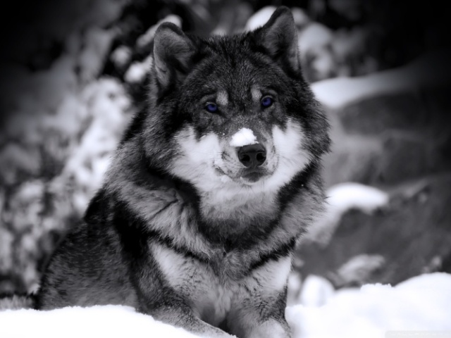 Lobo.