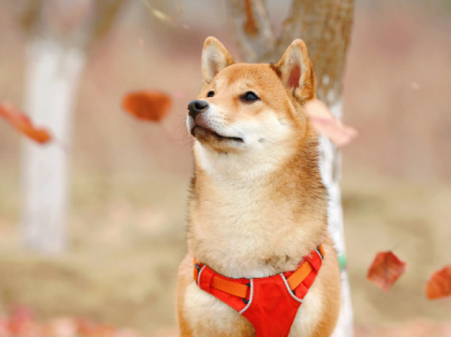 Serena - Shiba Inu