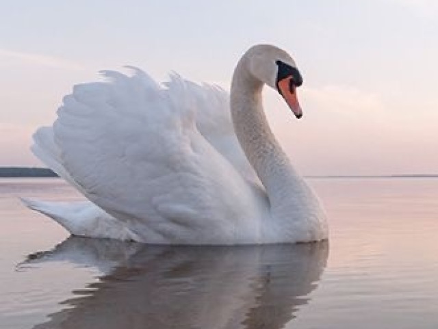 cisne