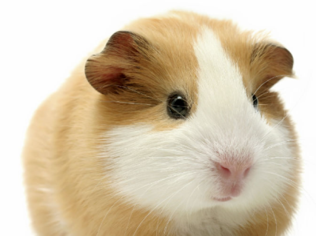 hamster