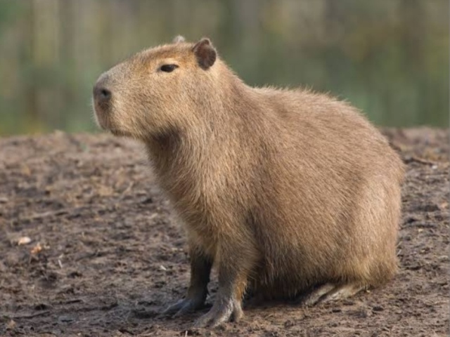 Capivara - o extrovertido, faz amigos com qualquer um