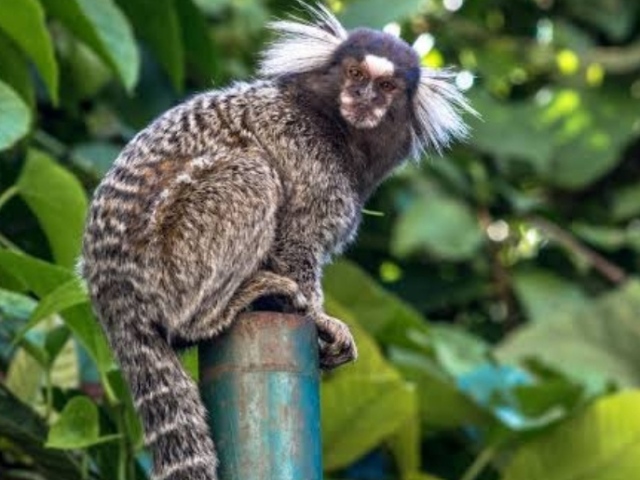 Sagui - movido a coffee break