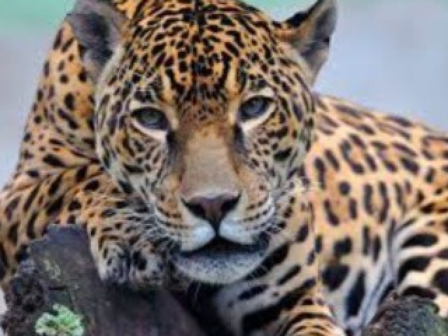 Você é a Onça🐆!
