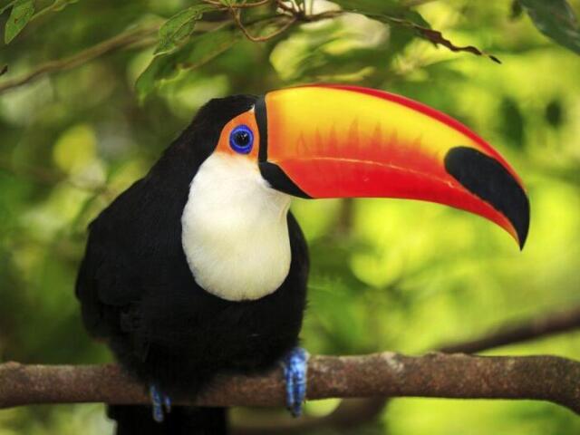 Você é o Tucano 🦆!