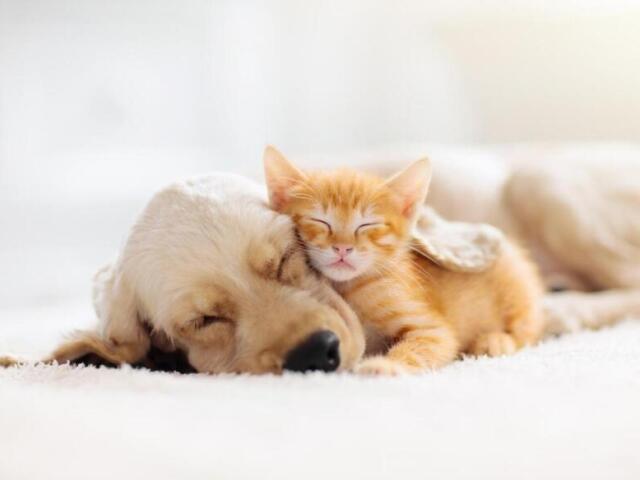 O Quanto você sabe sobre os pets?
