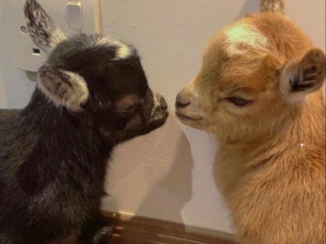 Cute🐐