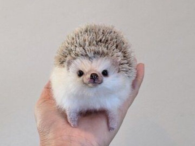 🦔