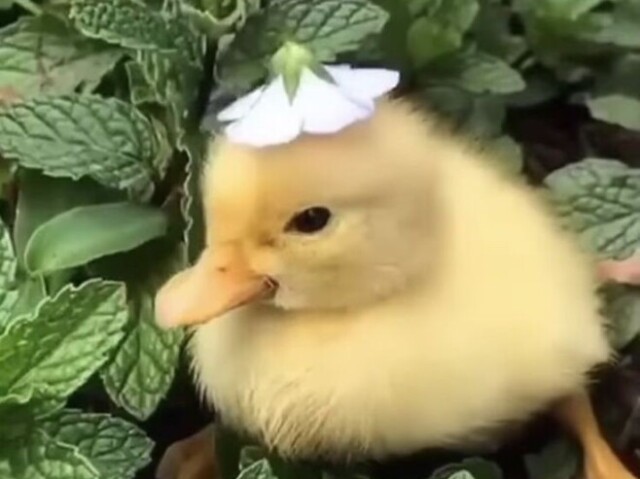 🐥