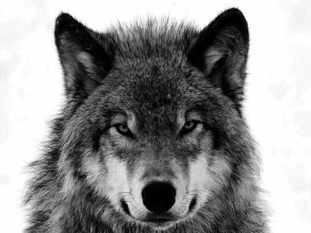 Lobo