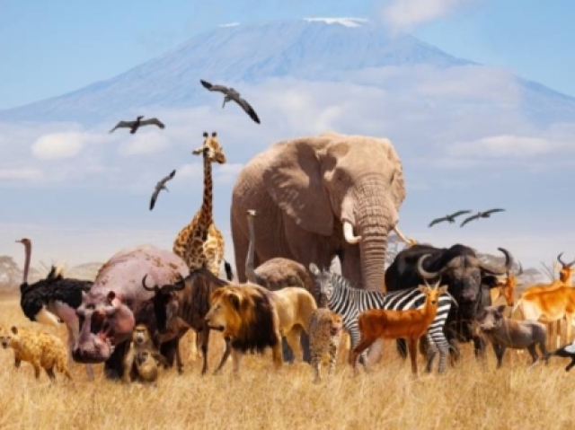 Quiz sobre animais