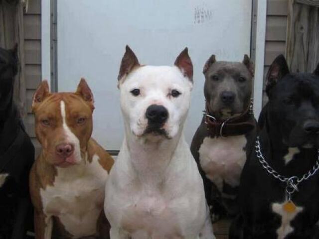 Os Pitbulls