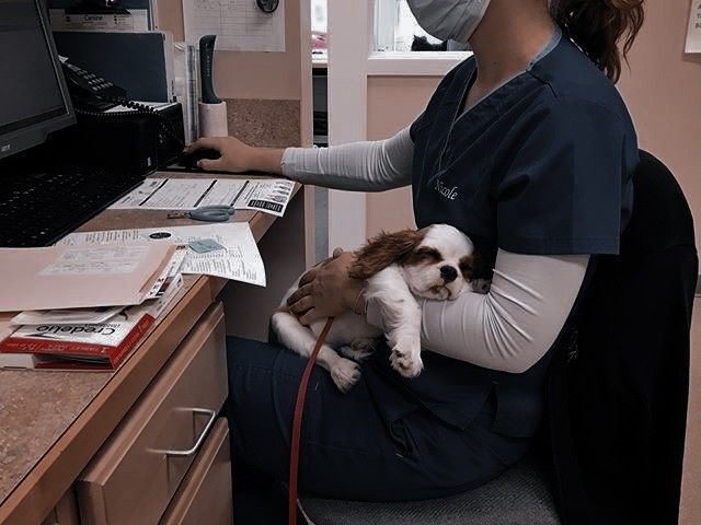 veterinario