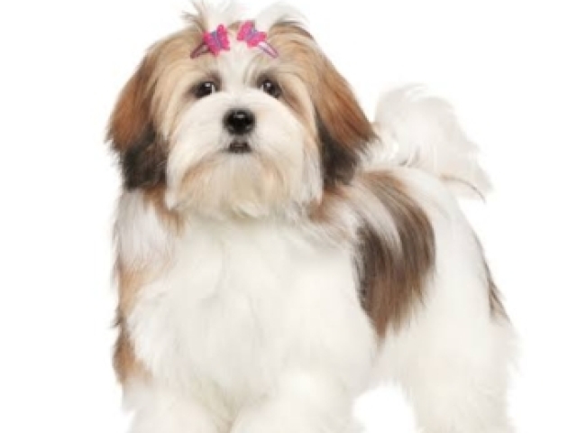 Lhasa apso