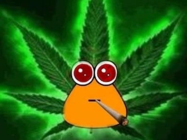 Pou maconheiro