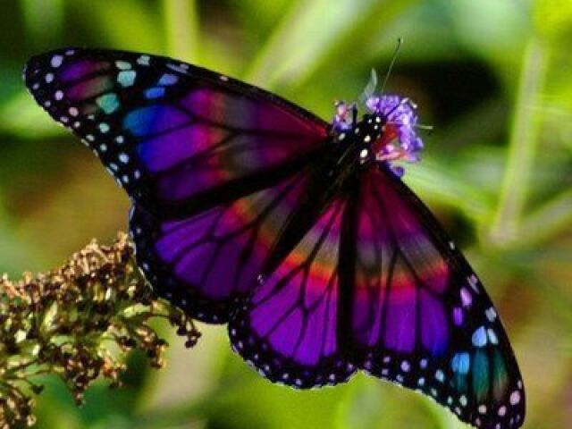 Borboleta 🦋