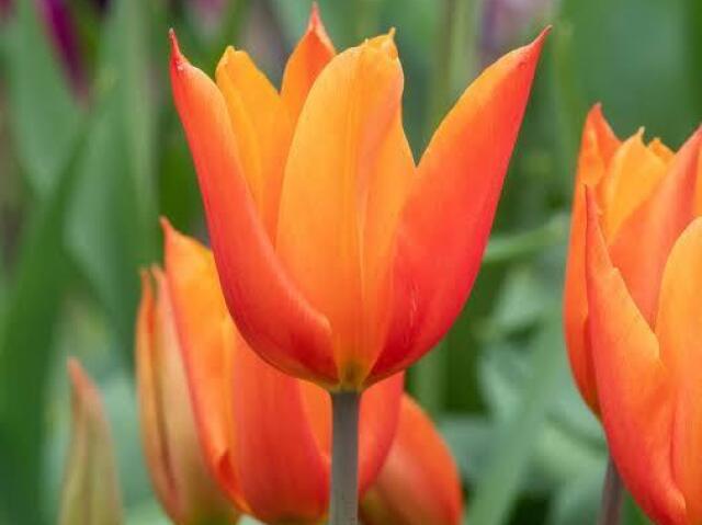 Tulipa