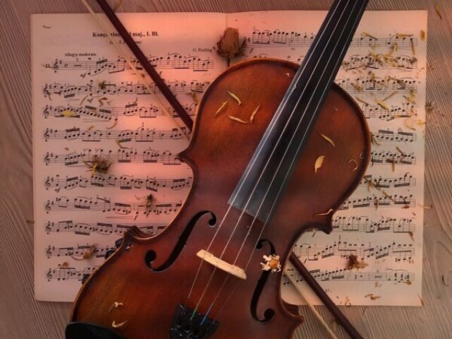 Violino