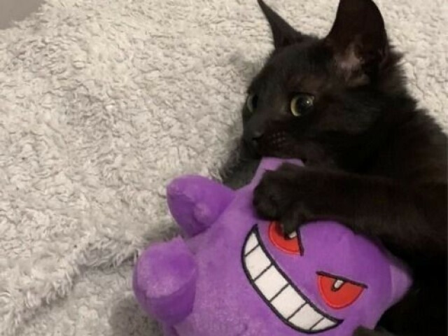 Gatinho com o Gengar🛐