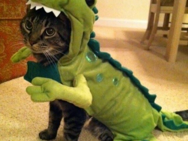 Gatinho dino 💚🦕