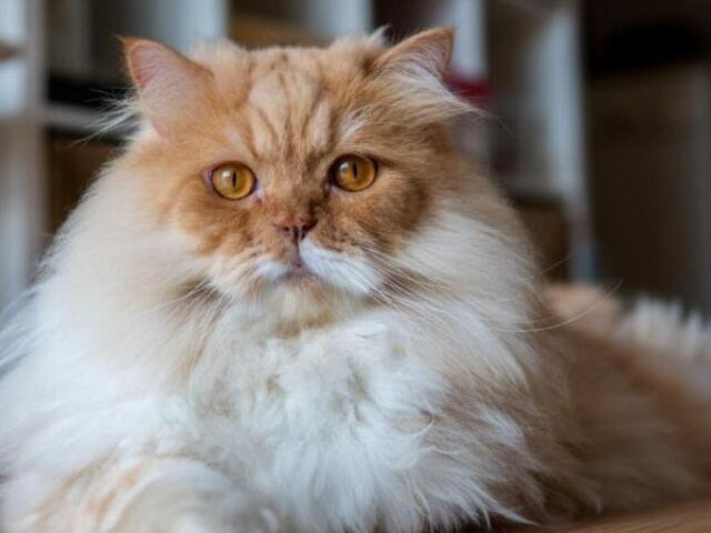 Gato Persa