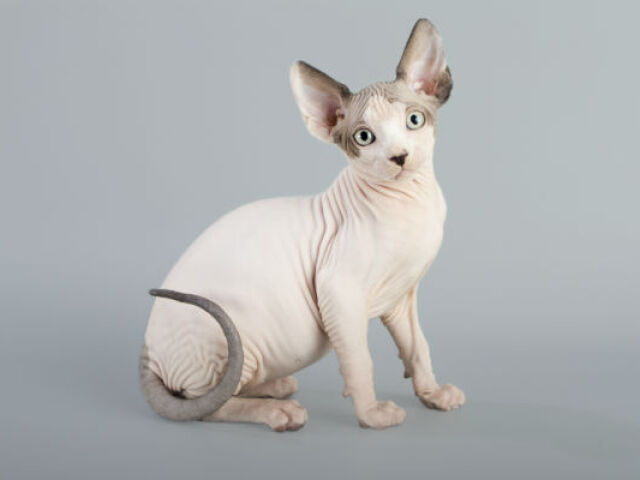 Sphynx