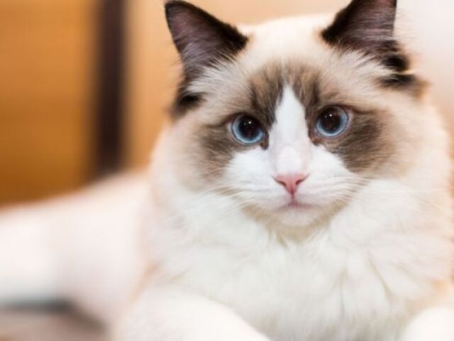 Ragdoll