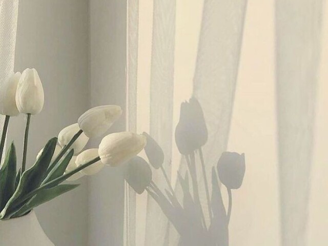 #🍄. Material Minimalista 🍄#