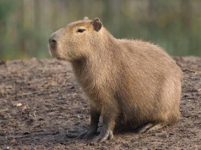 Capivara 😎🍷🗿