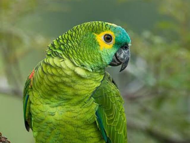 Papagaio - verdadeiro ❤💚🐦