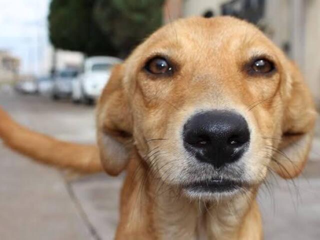 Cachorro caramelo 🐶💛😎😍