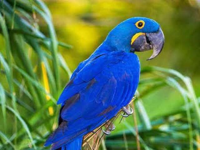 Arara - azul 💙🐦😍