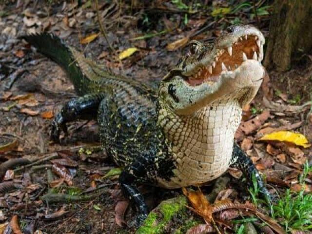 Jacaré - açu 🐊💚