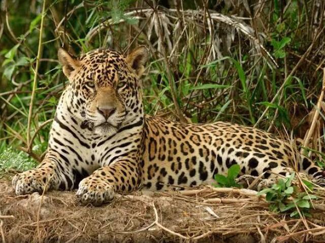 Onça- pintada 🐆💛