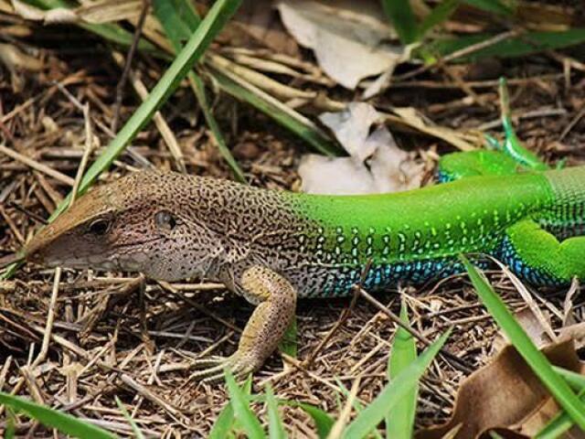Calango 💚🦎