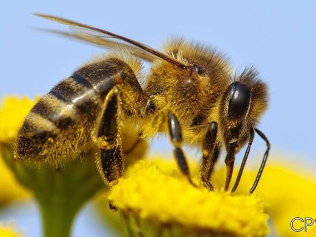 Alergia a abelha