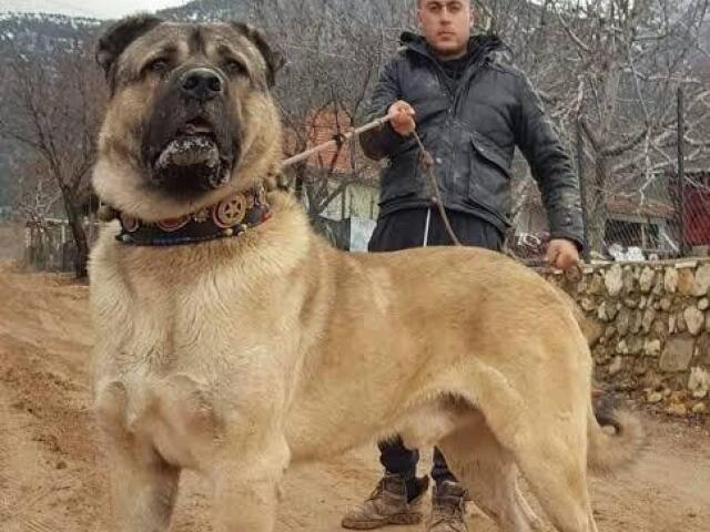 Kangal