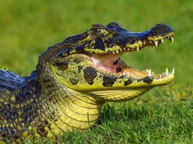 Você é o Jacaré 🐊!