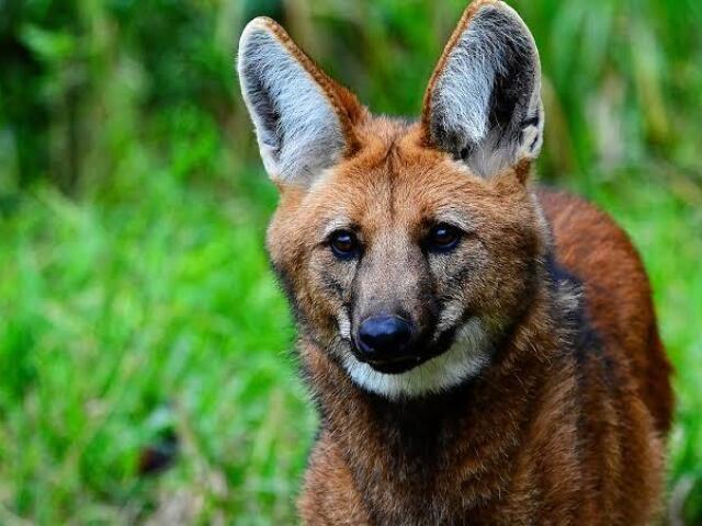 Você é o Lobo-Guará 🐺!
