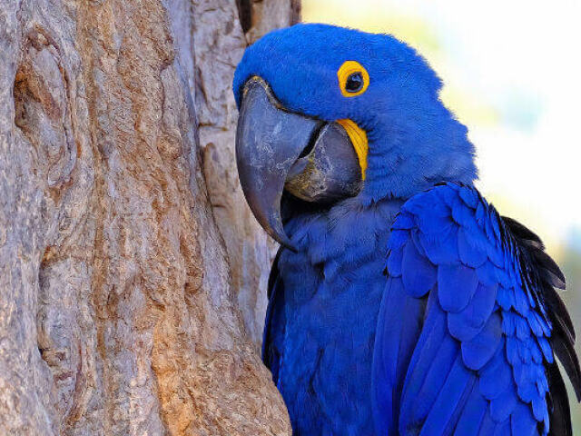 Você é a Arara-Azul 🐦!