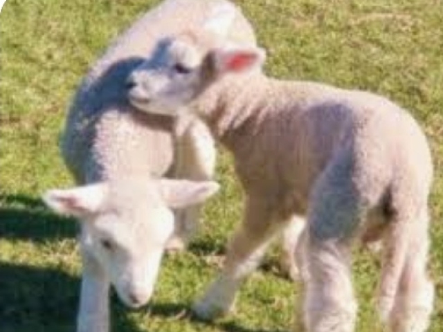 ovelhinhas para você brincar com elas no campo? 🐑